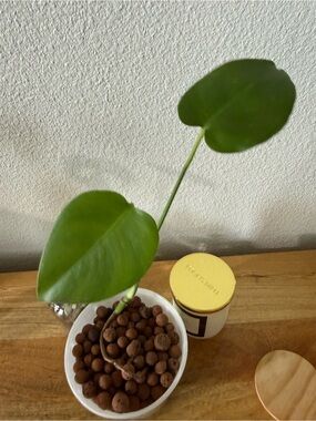 Monstera Baby, Big roots in lecca